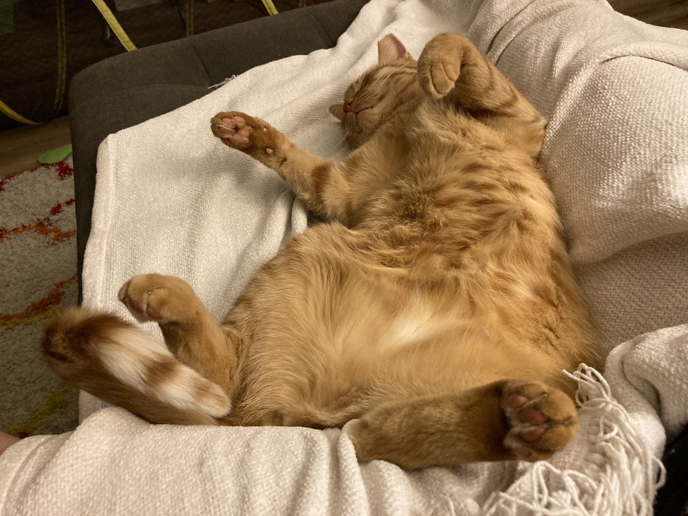 VET TO PET 31 Reviews 1050 N Hills Blvd, Reno, NV Yelp