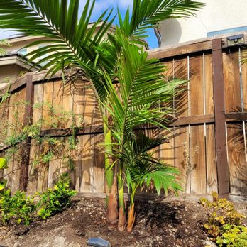Merida Blanca Landscaping Services - palm tree - Landscaping Near Me Merida Blanca Landscaping Services - palm tree - Landscaping Near Me