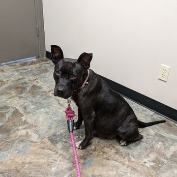 First Colony Veterinary Clinic - A pregger Daisy and her first vet appointment - Veterinarians Near Me - Sugar Land, Texas First Colony Veterinary Clinic - A pregger Daisy and her first vet appointment - Veterinarians Near Me - Sugar Land, Texas