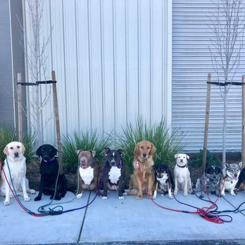 Bark N Barrel - Dog Walkers Near Me Bark N Barrel - Dog Walkers Near Me