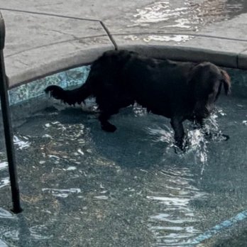 North Star Pools Plastering - Our Flat Coat Retriever loving the cabana - Pool & Hot Tub Service Near Me - Sacramento, California North Star Pools Plastering - Our Flat Coat Retriever loving the cabana - Pool & Hot Tub Service Near Me - Sacramento, California