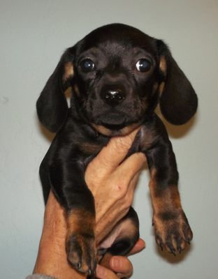 canada del oro pet clinic