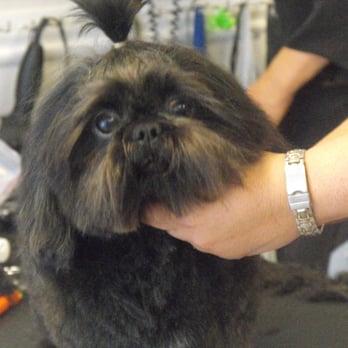 Dee's All Breed Grooming - Master Pierpont ready to go to Beauty and the Breast Dog show.  Grooming done at Dee's Grooming. - Pet Stores Near Me - Modesto, California