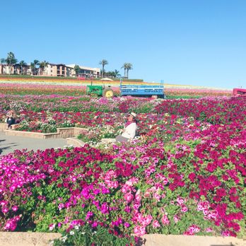 The Flower Fields - Venues & Event Spaces Near Me - Carlsbad, California