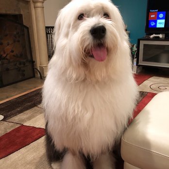 Scruff To Fluff - Pet Groomers Near Me - Kirkland, Washington Scruff To Fluff - Pet Groomers Near Me - Kirkland, Washington