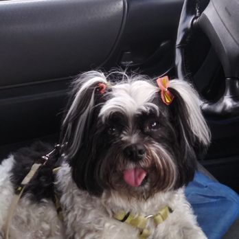 Fur Persons - Pet Sitting Near Me - Lebanon, Tennessee Fur Persons - Pet Sitting Near Me - Lebanon, Tennessee