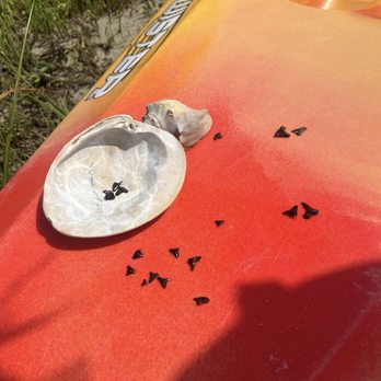 Barrier Island Kayak - shark teeth - Boating Near Me - Cedar Point, North Carolina Barrier Island Kayak - shark teeth - Boating Near Me - Cedar Point, North Carolina