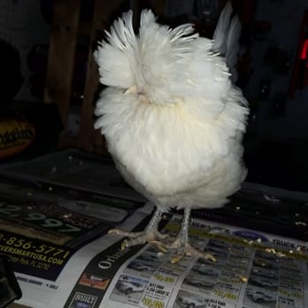 Winter Garden Feed & Seed - That's one fluffy chicken - Nurseries & Gardening Near Me - Windermere, Florida Winter Garden Feed & Seed - That's one fluffy chicken - Nurseries & Gardening Near Me - Windermere, Florida