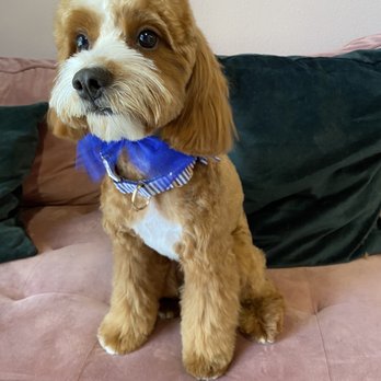 The Pretty Puppy - Fresh cut - Pet Groomers Near Me - Ontario, California