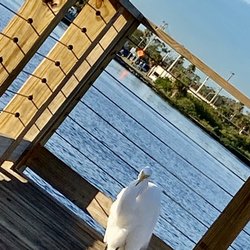 Port Orange Causeway Park - Wildlife waiting for dinner