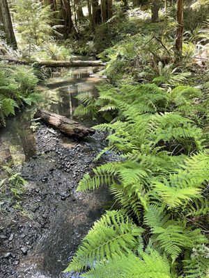 Pygmy Forest Discovery Trail by null