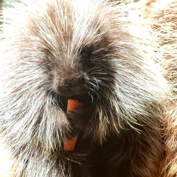 Wildlife Learning Center - So cute! - Zoos Near Me - Sylmar, California Wildlife Learning Center - So cute! - Zoos Near Me - Sylmar, California