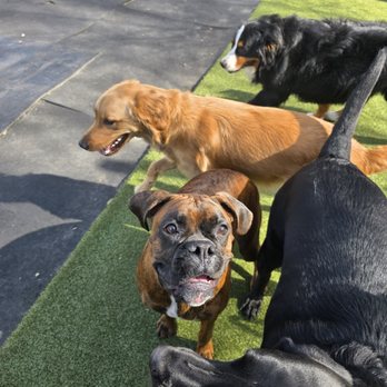 Camp K-9 Resort - Pet Boarding Near Me - York, South Carolina
