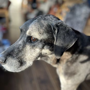 Lee Animal Hospital - Veterinarians Near Me - Orange, California Lee Animal Hospital - Veterinarians Near Me - Orange, California