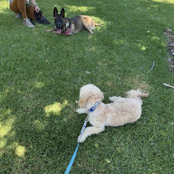 Karma Dog Training - Dog - Pet Training Near Me Karma Dog Training - Dog - Pet Training Near Me