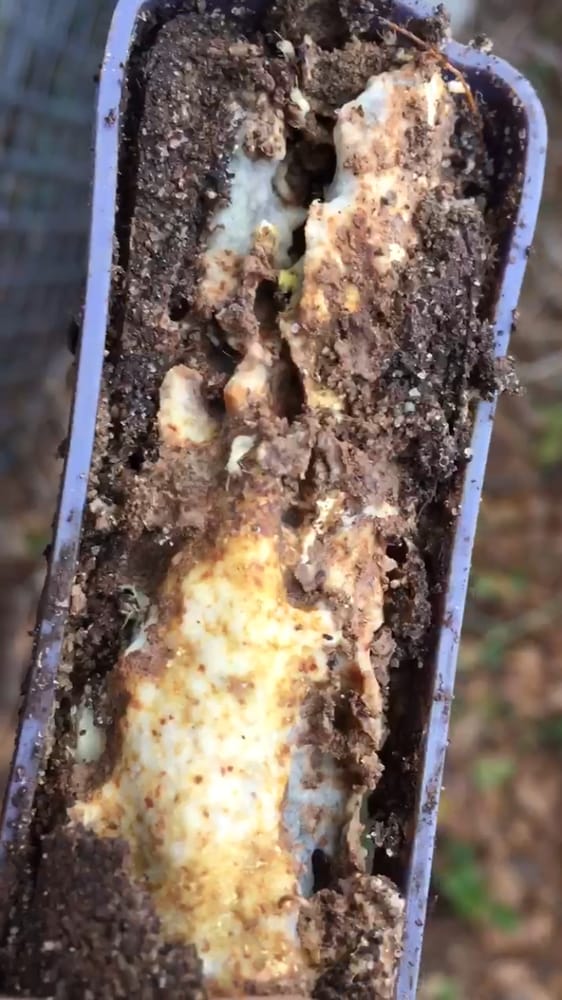 PROCORE PEST CONTROL Updated August 2024 Request a Quote Columbia