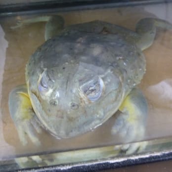 La Habra Pets - 14 year old African bullfrog - Reptile Shops Near Me - La Habra, California La Habra Pets - 14 year old African bullfrog - Reptile Shops Near Me - La Habra, California