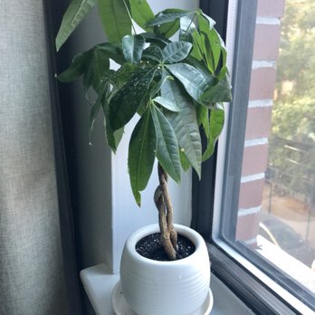 Joy's Flowers Pot - Baby money tree that Joy brought back to life! - Florists Near Me - New York, New York