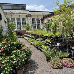 Bowood by Niche - Plants for purchase.