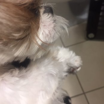 Doggie Style Pets - Scissored straight across uneven. - Pet Stores Near Me - Philadelphia, Pennsylvania Doggie Style Pets - Scissored straight across uneven. - Pet Stores Near Me - Philadelphia, Pennsylvania