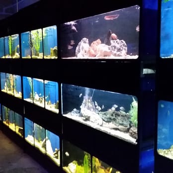 Pet World - Freshwater Cichlids - Pet Stores Near Me - Wichita, Kansas