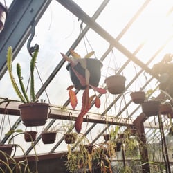 Universiteits Museum Utrecht - Een stukje kas van de Oude Hortus.