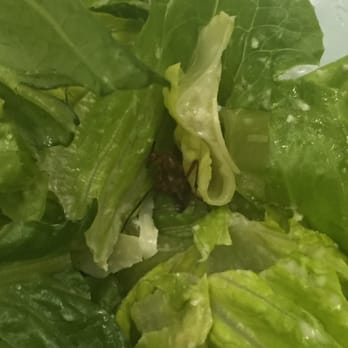 MIXT - Surprise in the salad today!! Alive and all :) - Vegetarian Near Me - San Francisco, California