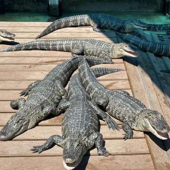 Gatorland - Zoos Near Me - Orlando, Florida