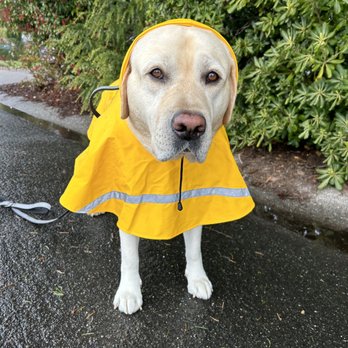 Furry Murray - Rain or Shine! - Pet Sitting Near Me Furry Murray - Rain or Shine! - Pet Sitting Near Me