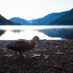 Wildlife at Lake Crescent
