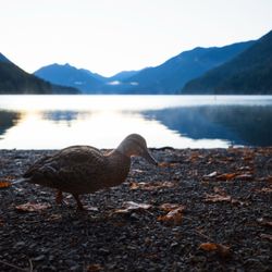Lake Crescent - Wildlife at Lake Crescent