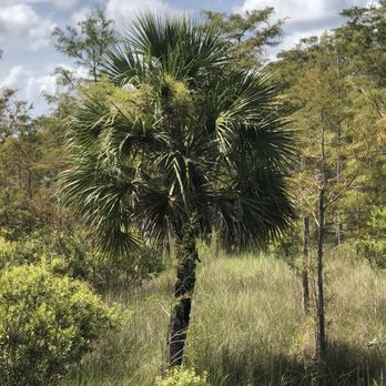 Kirby Storter Roadside Park - Parks Near Me - Ochopee, Florida