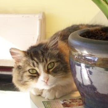 Centretown Veterinary Hospital - Finnegan, the clinic cat - Veterinarians Near Me - Ottawa, Ontario Centretown Veterinary Hospital - Finnegan, the clinic cat - Veterinarians Near Me - Ottawa, Ontario