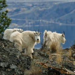 Okanagan Mountain provincial Park - Mountain Goats Up Close and Personal