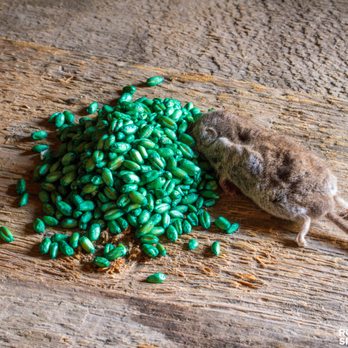 RodentProofing Specialists - Safe & Effective Rodent Poison Services - Pest Control Near Me - Walnut Creek, California RodentProofing Specialists - Safe & Effective Rodent Poison Services - Pest Control Near Me - Walnut Creek, California