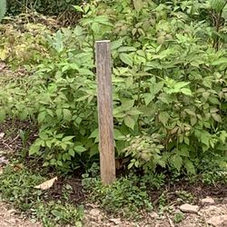 rosedale growers - Raspberries