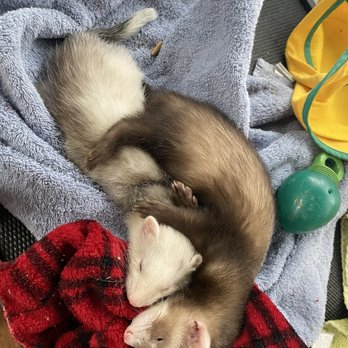 CountryMax - Ferrets - Pet Stores Near Me - Baldwinsville, New York CountryMax - Ferrets - Pet Stores Near Me - Baldwinsville, New York