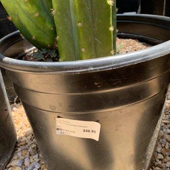 Blvd Nursery - Nurseries & Gardening Near Me - Pasadena, California Blvd Nursery - Nurseries & Gardening Near Me - Pasadena, California