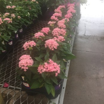 The Home Depot - Penta - Nurseries & Gardening Near Me - Dallas, Texas