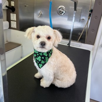 Paws and Claws Mobile Pet Spa - Milo small full groom - Pet Groomers Near Me Paws and Claws Mobile Pet Spa - Milo small full groom - Pet Groomers Near Me
