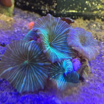 Aquarium Technologies - Pet Stores Near Me - Midland, Texas Aquarium Technologies - Pet Stores Near Me - Midland, Texas