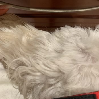 Animal Attraction - Pet Groomers Near Me - San Diego, California