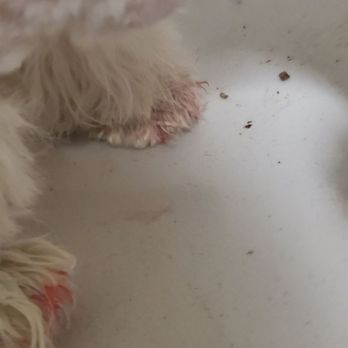 Paws At Main - Don't bring your pets here unless you're ok with them getting tortured! - Pet Groomers Near Me - Corona, California Paws At Main - Don't bring your pets here unless you're ok with them getting tortured! - Pet Groomers Near Me - Corona, California