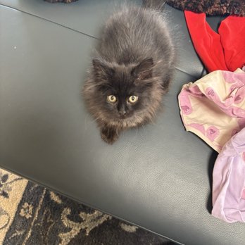 Daisley Siberians - Black kitten - Pet Breeders Near Me Daisley Siberians - Black kitten - Pet Breeders Near Me