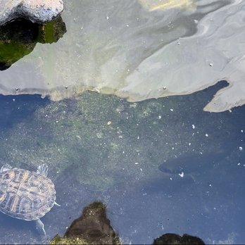 Sunland Water Gardens - Turtle happy in his new pond/tank/turtle paradise, where he'll be until adoption! - Nurseries & Gardening Near Me - Sunland, California Sunland Water Gardens - Turtle happy in his new pond/tank/turtle paradise, where he'll be until adoption! - Nurseries & Gardening Near Me - Sunland, California