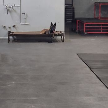 Delta K9 Academy - Lay stay on a place - Pet Training Near Me - North Hollywood, California