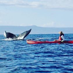 Maui Kayak Adventures - More whales!