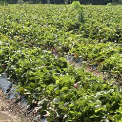 Bush-N-Vine - Lake Wylie - Strawberry fields