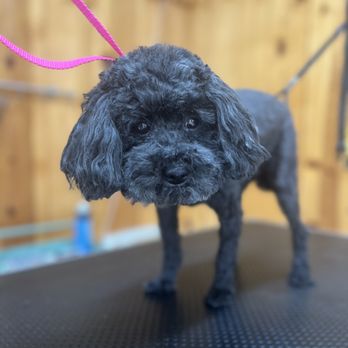 Top Notch Dog Grooming - Miss Ellie - Pet Groomers Near Me - Asheville , North Carolina Top Notch Dog Grooming - Miss Ellie - Pet Groomers Near Me - Asheville , North Carolina