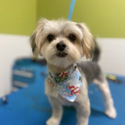 Paradise Pets Grooming and Daycare - Pickles gets a haircut!